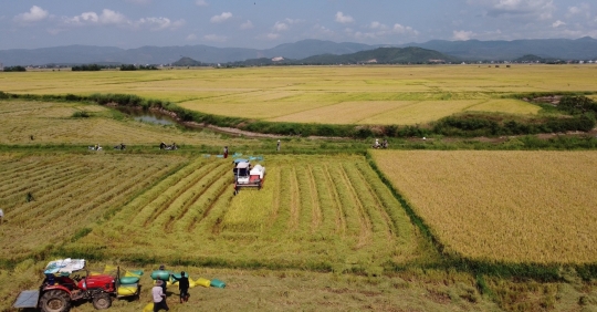 Phú Yên tạo đột phá cho ngành lúa gạo