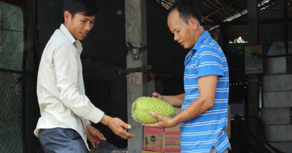 Giá mãng cầu xiêm cao kỷ lục