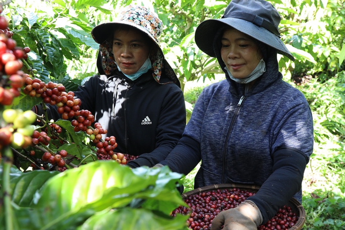 Đưa công nghệ AI vào chăm sóc cà phê