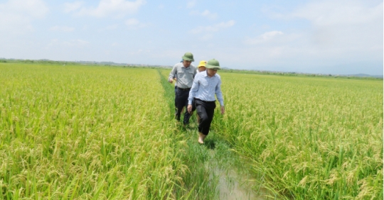 Mùa vàng trên cánh đồng liên kết