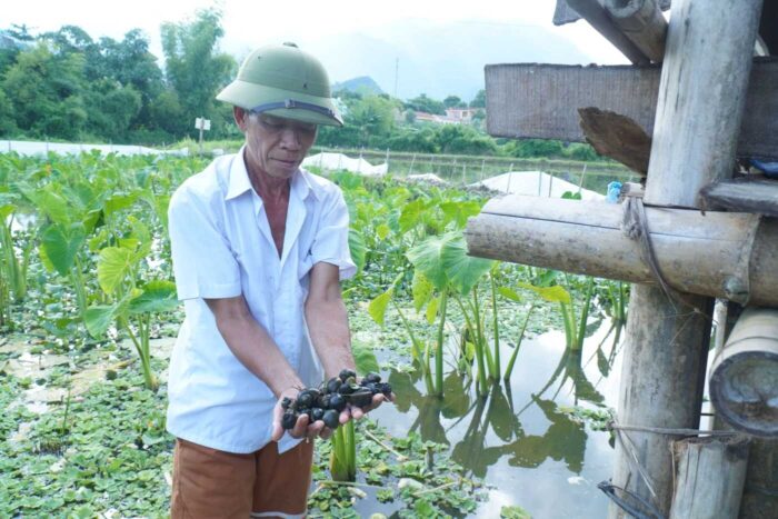 Thu nhập trăm triệu đồng từ mô hình nuôi ốc - Aquaculture