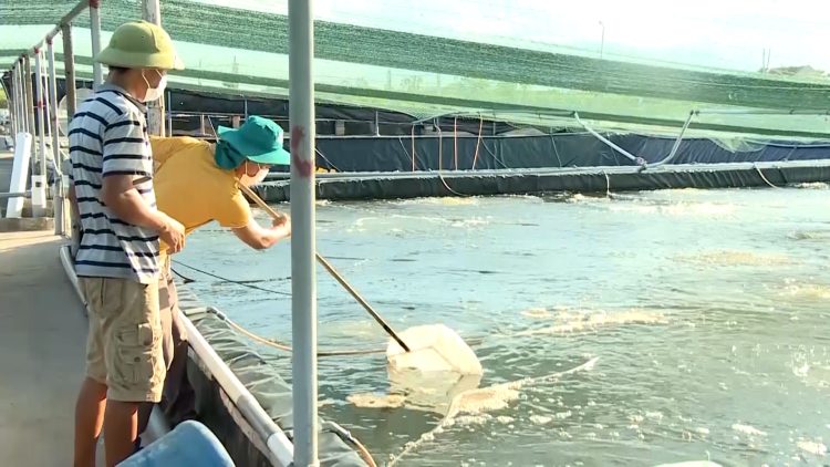 Ninh Bình: Nuôi tôm công nghệ cao, mạo hiểm nhưng không nản chí – Tạp chí Thủy sản Việt Nam