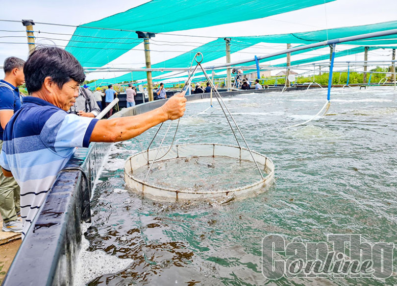 Giải pháp môi trường phát triển bền vững ngành tôm ở ÐBSCL - Báo Cần Thơ Online