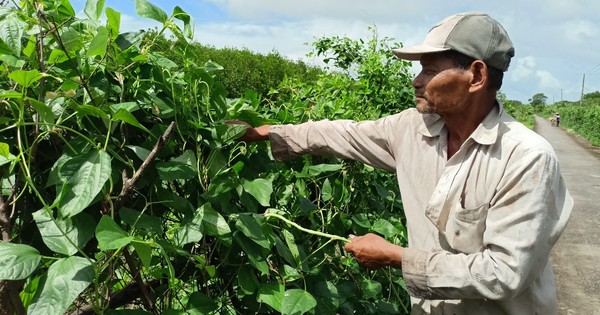 Trồng rau hữu cơ trên bờ vuông tôm đi mượn, vợ chồng Khmer nghèo ở Cà Mau có tiền rủng rỉnh