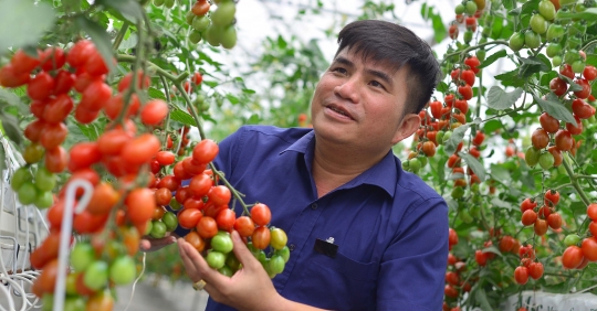 Lai tạo bộ giống cà chua ăn tươi, trái ngọt như nho, táo