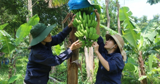 Khánh Hòa phấn đấu trên 80% diện tích lúa, rau, cây ăn quả ứng dụng IPHM