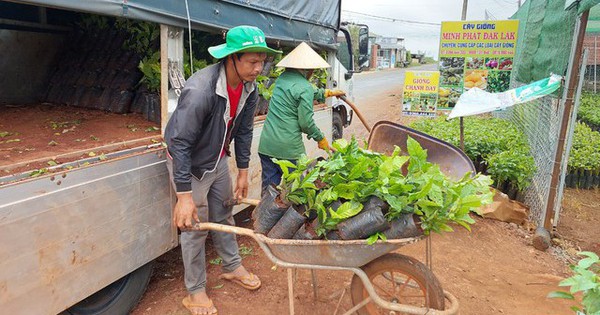 Tư duy thông thái giữa 'ma trận' cây trồng