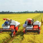Chia sẽ kỹ thuật trồng lúa tại ĐBSCL Profile Picture