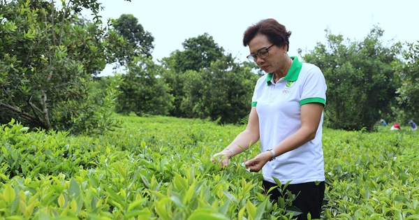 Một Phó Giám đốc trồng chè ngon Phổng Lái ở Sơn La là Nông dân Việt Nam suất sắc 2023