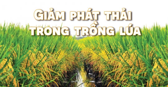 An Giang tiết kiệm hơn 22 tỷ đồng/vụ lúa nhờ tưới tiết kiệm nước