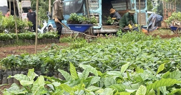 Cà phê nhân Tây Nguyên lập đỉnh giá, cà phê giống "cháy hàng"