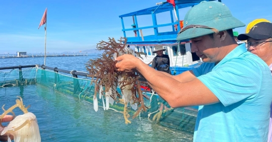 Một ngư dân cho sinh sản và nuôi mực thương phẩm thành công