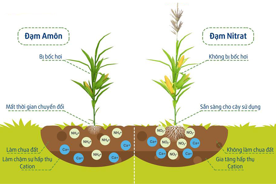 Nên bón Đạm dạng Amon hay dạng Nitorat? Phân biệt đạm gốc NH4+ và NO3-