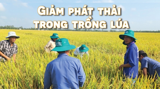 Quốc gia đầu tiên sản xuất, xuất khẩu gạo phát thải thấp