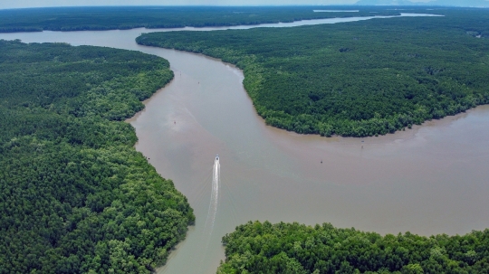 Rừng phòng hộ Cần Giờ được đề cử thành khu Ramsar