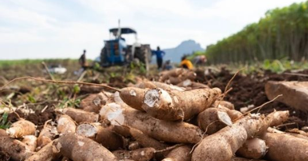 Chỉ trong nửa đầu năm, Nhật Bản tăng nhập khẩu loại nông sản này của Việt Nam hơn 700%, là mặt hàng Việt Nam xuất khẩu đứng thứ 2 thế giới