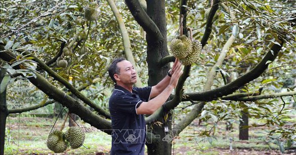 Giá sầu riêng đầu vụ tăng cao, nông dân Đắk Lắk vừa mừng vừa lo