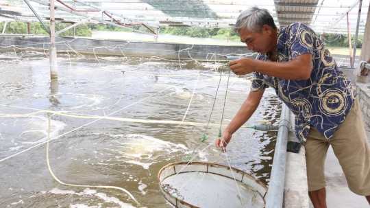 Tan hoang mô hình nuôi tôm công nghệ điển hình ở Uông Bí