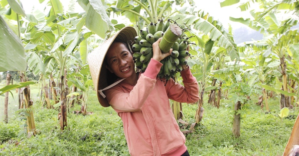 Sấy chuối thành hàng OCOP ngon lạ, nữ nông dân Quảng Trị tự trả lương cao cho chính mình