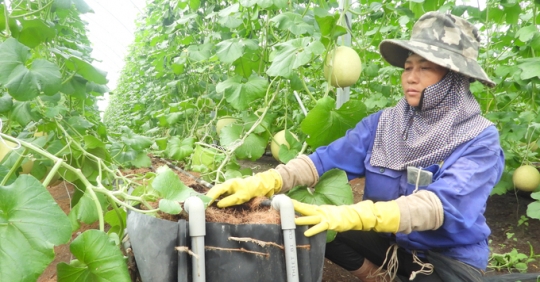 The ‘school in farm, farm in school’ strategies of Unifarm