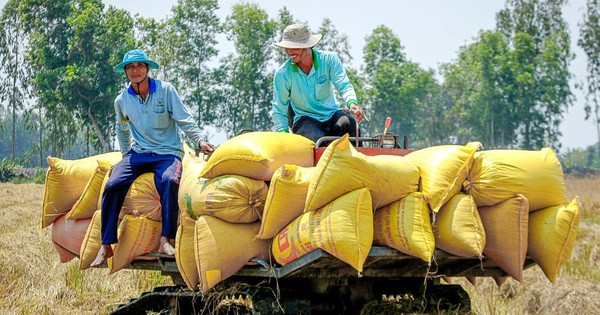 Nhiều nước cấm xuất khẩu, Việt Nam thu hàng tỷ USD từ gạo liệu có nên ‘thừa thắng xông lên’?