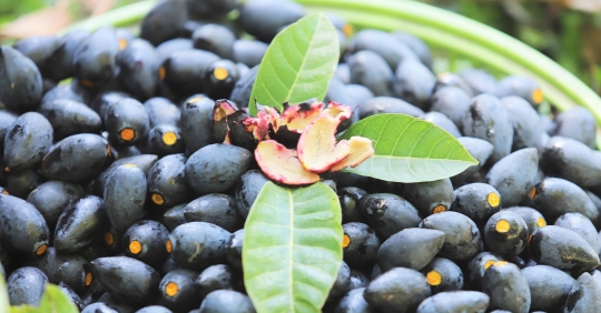 Harvesting black olives, farmers can earn 30 million VND per tree