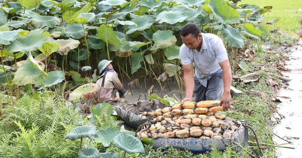 Trồng sen lấy củ, nông dân một huyện của tỉnh Bắc Giang thu ngay 138 triệu đồng/ha