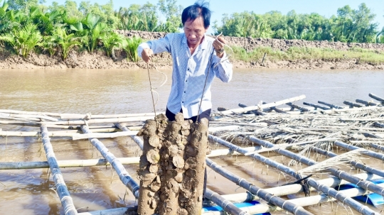 Nuôi hàu tự phát: Thu hẹp lòng sông, ô nhiễm môi trường