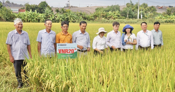 Giống lúa VNR20 của Vinaseed có gì đặc biệt mà nông dân Đà Nẵng mê tít?