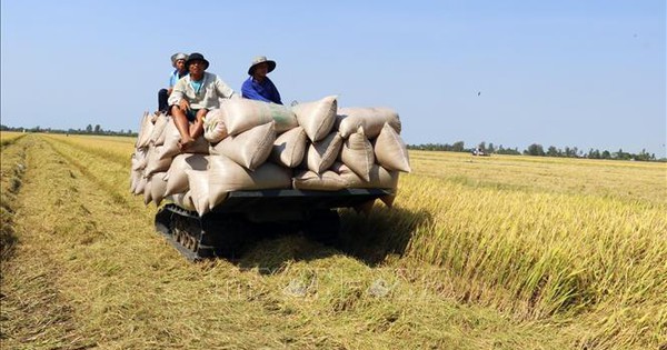 Giá gạo xuất khẩu Việt Nam vẫn giữ vị trí cao nhất