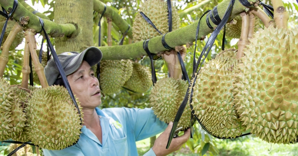 Sầu riêng Khánh Sơn ở Khánh Hòa vào vụ thơm nức, nhà nào trồng cây tiền tỷ này đều thu tiền tỷ