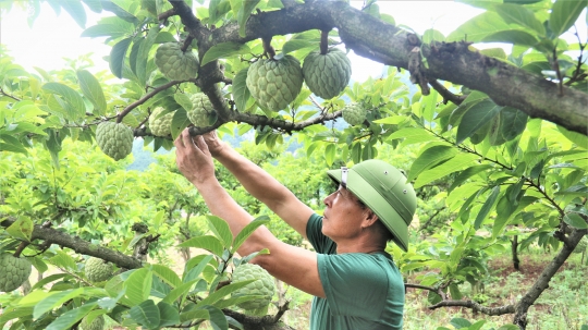 Tuyệt kỹ rải vụ cho cây na [Bài 2]: Vựa na VietGAP trên triền núi đá