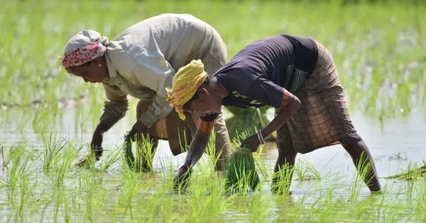 Giá gạo tăng phi mã, chính phủ Thái Lan bất ngờ yêu cầu nông dân hạn chế trồng lúa vì lý do này