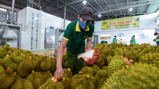 Chuyên gia SPS chỉ bí quyết giúp sầu riêng chiếm lĩnh thị trường Trung Quốc