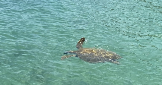 Rare sea turtle suddenly appeared in Co To