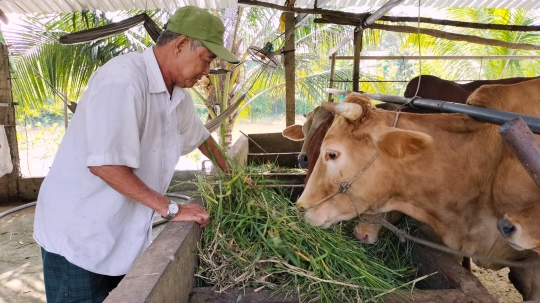 Bến Tre: Xây dựng chuỗi giá trị bò Ba Tri