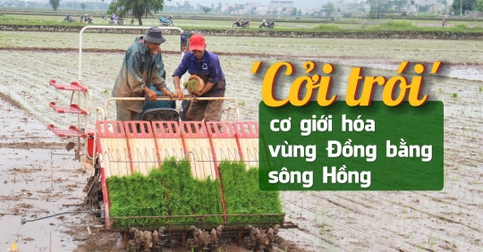 Cấy lúa bằng máy vẫn ì ạch