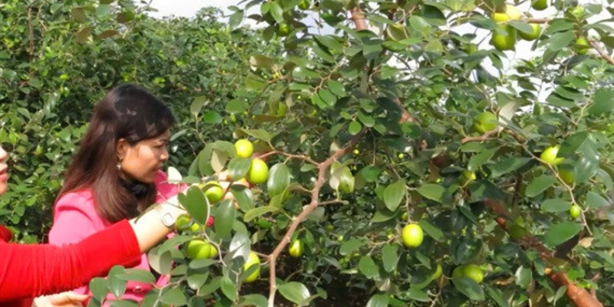 Cho táo 'leo' giàn, Bí thư phường quyết tâm gắn nông nghiệp với du lịch