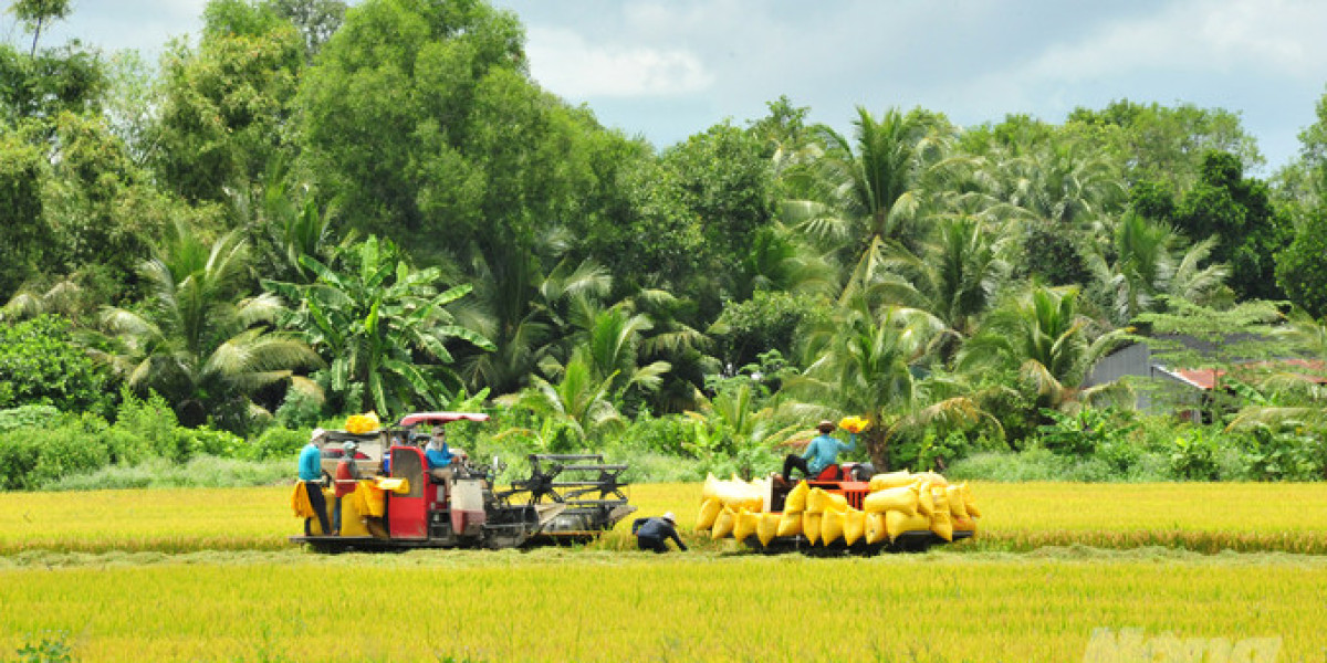 Sắp xếp thời vụ, đảm bảo thắng chắc lúa thu đông và đông xuân