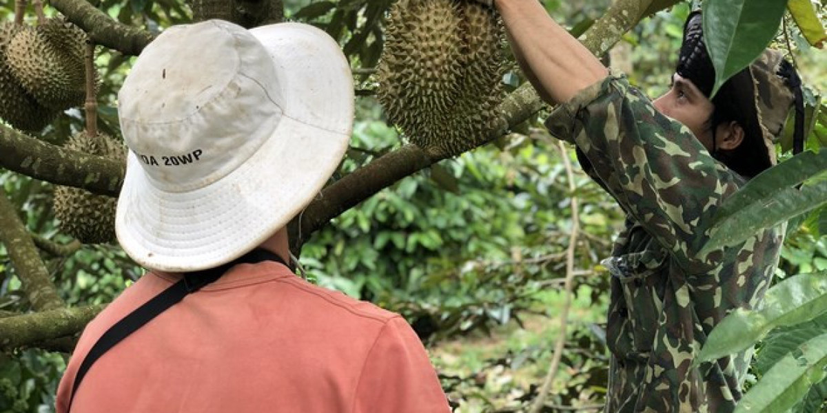 Trong 8 năm, sản lượng sầu riêng Đắk Lắk tăng hơn 6 lần