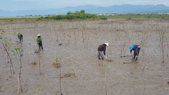 Người dân hưởng lợi từ dự án trồng rừng ngập mặn