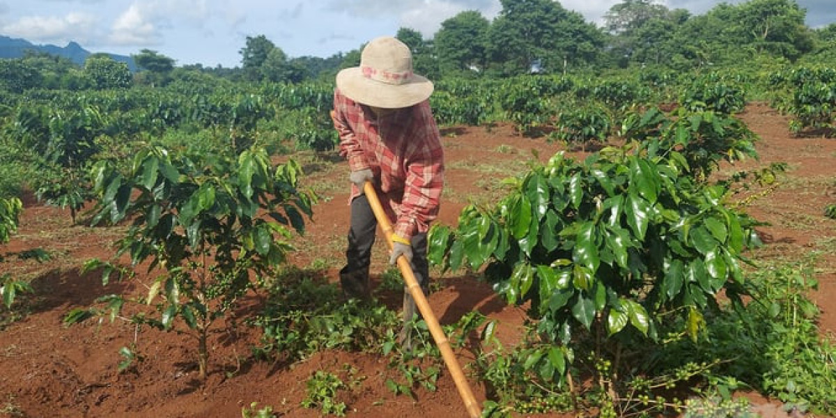 Cà phê nông lâm kết hợp: Cách hay không gây mất rừng