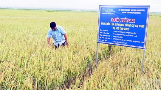 Lần đầu áp dụng, lúa sạ cụm bằng máy hiệu quả tăng rõ rệt