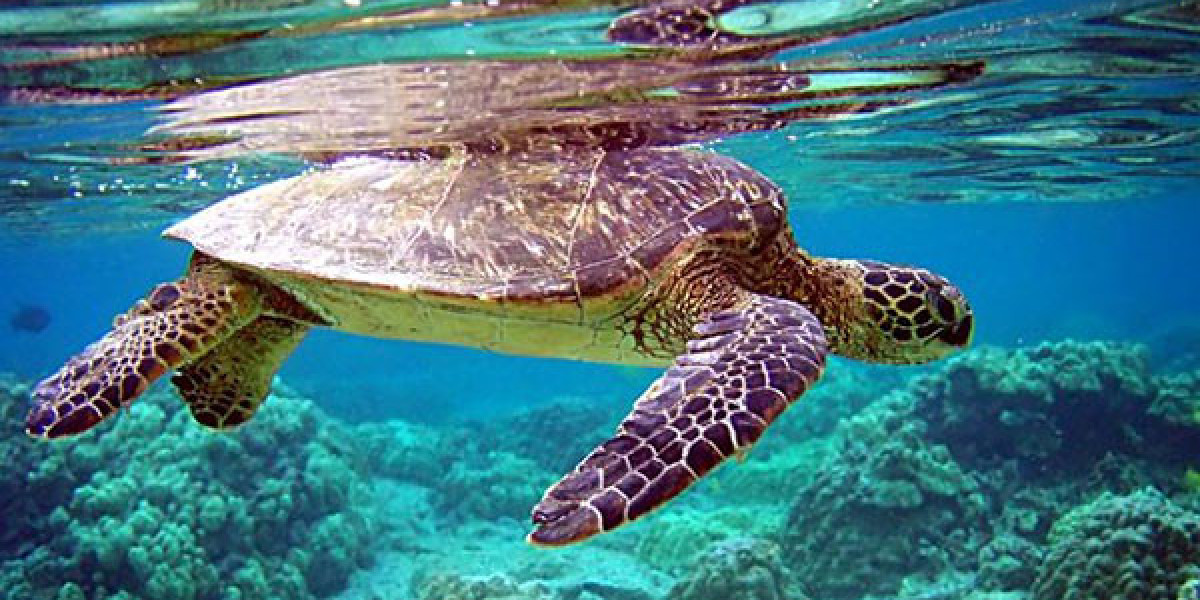 Bảo tồn rùa và thú biển [Bài 5]: Việt Nam cần có chương trình nghiên cứu quốc gia về thú biển