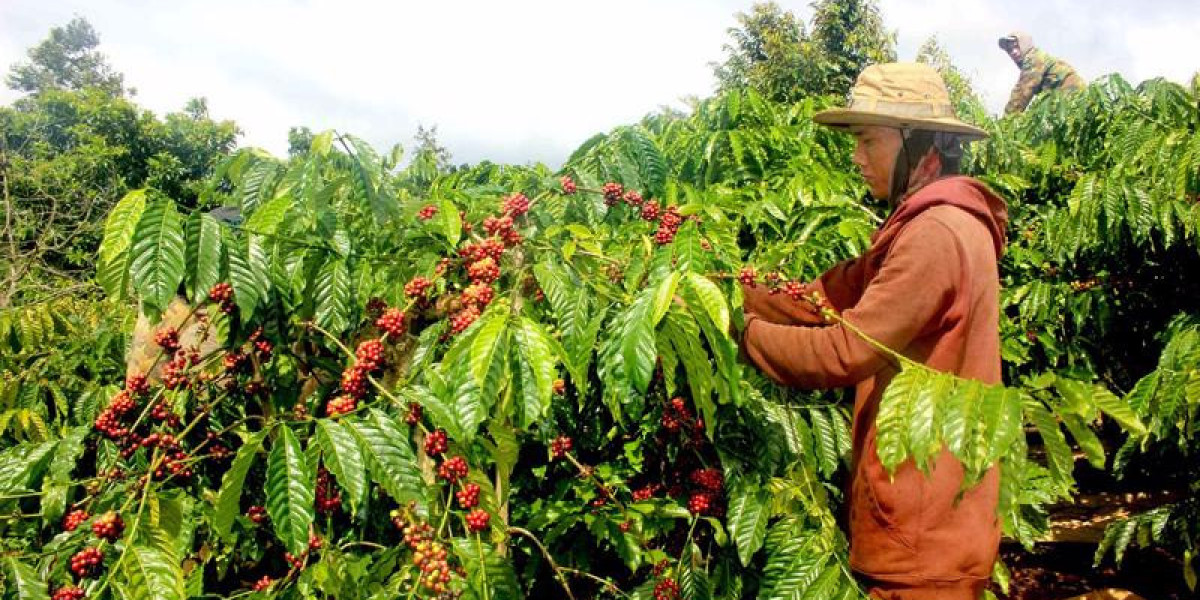 Giá cà phê tăng mạnh nhưng nông dân và doanh nghiệp xuất khẩu không được hưởng lợi