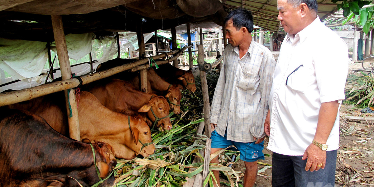 Giá bán bò thịt cao nhờ đảm bảo không tồn dư kháng sinh