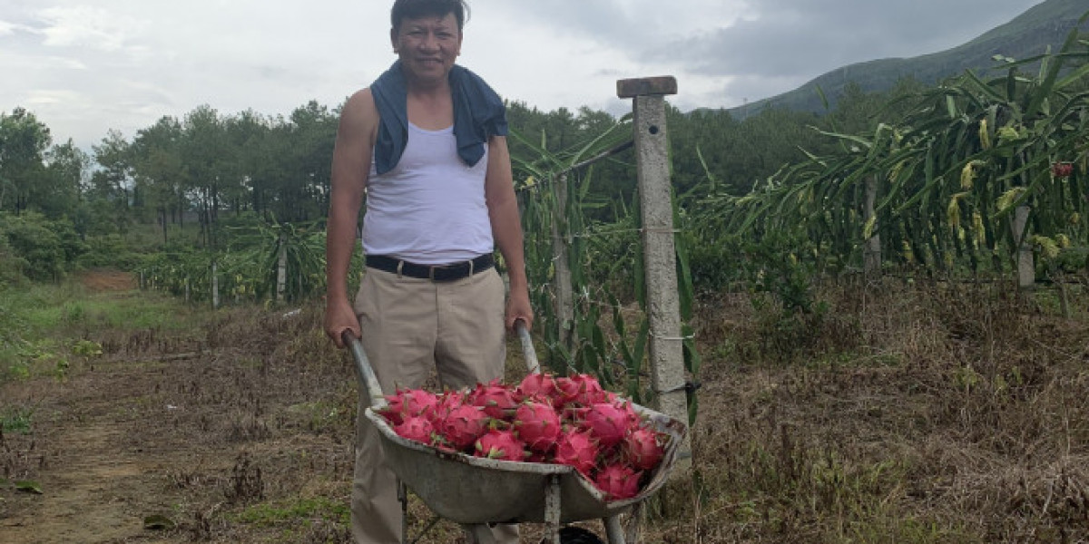 Trồng thanh long hữu cơ ở đất đồi Uông Bí