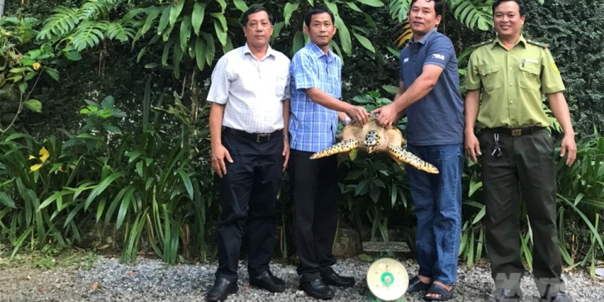 Chi cục Thủy sản Đồng Nai mới đây đã bàn giao một con rùa biển quý hiếm cho Trạm Bảo tồn động vật hoang dã Dầu Tiếng để 