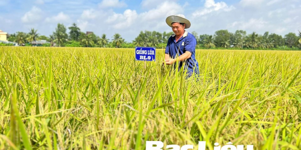 Xây dựng thương hiệu cho giống lúa Bạc Liêu