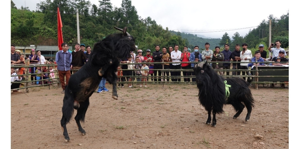 Độc đáo hội chọi dê ở Mù Cang Chải